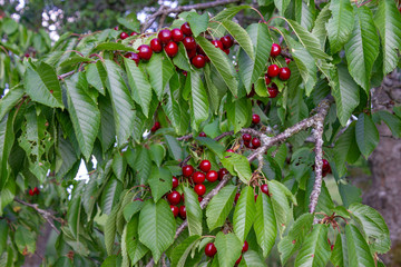 Wall Mural - cherry red fruits on branch of tree