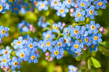 Wall Mural - blue flowers forget-me-nots