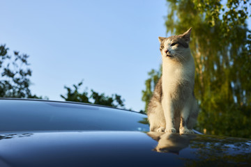   Cat enjoying sunset while resting on car 