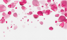 Flying Pink Rose Petals On A Transparent Background.Vector Illustration.