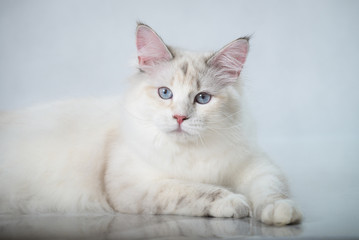 Beautiful Siberian tabby point cat with blue eyes on a white studio background