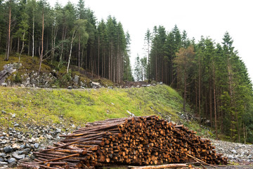 Wall Mural - Log stacks along the forest road