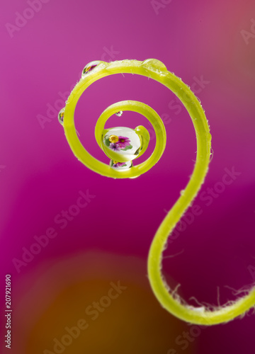 flower with rain drops - a macro photography