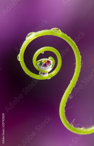 flower with rain drops - a macro photography