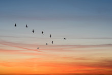 Birds Flying In The Shape Of V On The Cloudy Sunset Sky. 