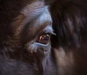 Eye of a bison close-up. The largest terrestrial animal in North America and Europe.