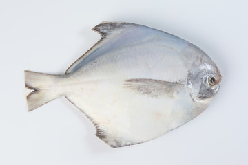 Wall Mural - Cleaned degutted white pomfret fish on white background