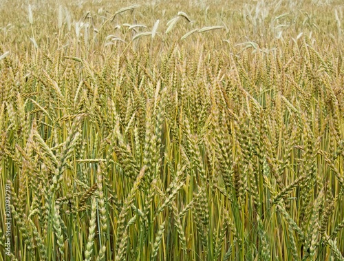 Fotografie, Obraz Wheat field, the corn growing ripe in July