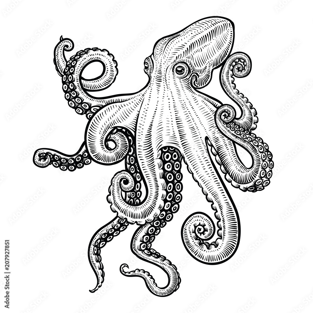 Octopus vector hand drawn illustration. Stock Vector | Adobe Stock