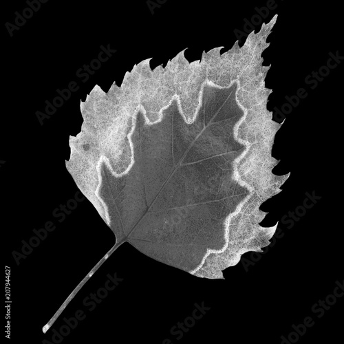Fotografie, Obraz Fallen leaf of birch on black. Negative picture.