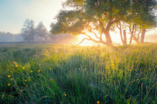 Summer Background. Summer Nature Early In The Morning. Colorful Mist In Morning Sunlight Over Meadow. Sun Shines Through Tree On Wild Flowers.