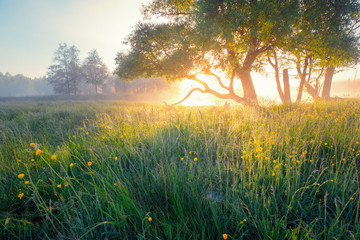 Wall Mural - Summer background. Summer nature early in the morning. Colorful mist in morning sunlight over meadow. Sun shines through tree on wild flowers.