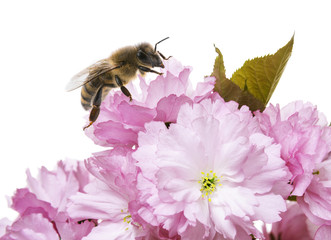 Canvas Print - sakura flowers with honey bee close up