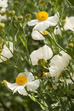 Details Of California Tree Poppy Flowers