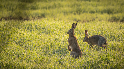 brown hares in brandenburg