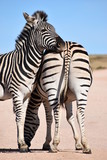 Fototapeta  -  Two beautiful zebras on a street in South Africa