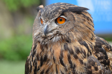 Wall Mural - Eurasian eagle owl