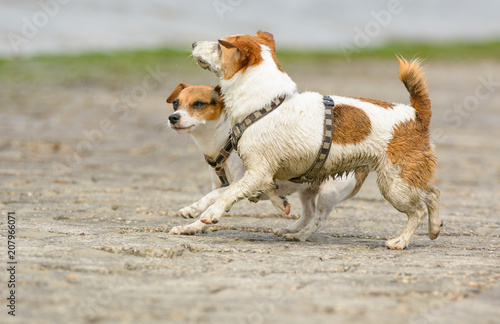 Hund In Bewegung Am Strand Der Nordsee Buy This Stock - 