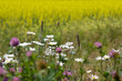 White and pink wildflowers growing  along the edge of a muted yellow canola field