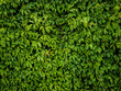 canvas print picture - wild grape green wall