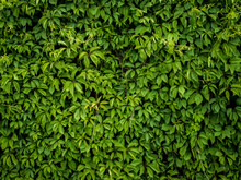 Wild Grape Green Wall