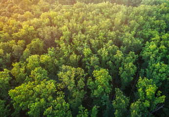 the tops of an oak forest.