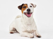 jack russell terrier dog looking at white background