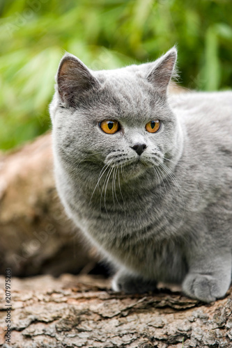 Britisch Kurzhaar Kater Sitzt Auf Einem Baumstamm Kaufen