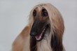 Cute afghan hound isolated on gray background. Eastern greyhound or persian greyhound.