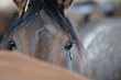 Koń czystej krwi arabskiej (górna część głowy) spogląda wprost w obiektyw za grzbietu (rozmytego) innego konia, w tle wnętrze stajni, rozmyte, inne konie