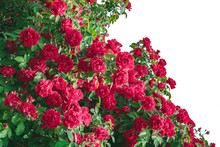 Bush Of Rose Flower Red Summer Background