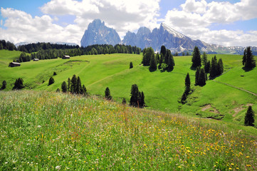 Wall Mural - Summer landscape in mountains