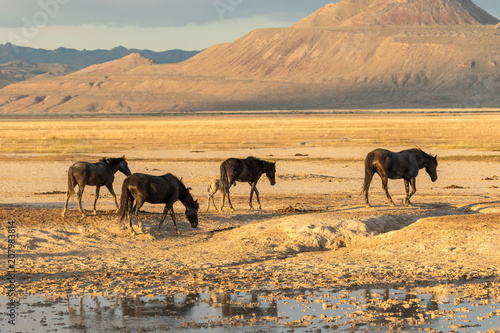 Herd of wild Horses in the Utah Desert in Summer Poster