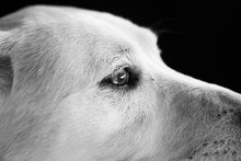 Profile Labrador Retriever