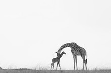 Mom And Baby Giraffes
