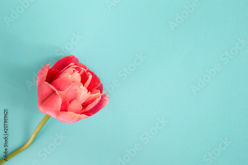 Beautiful pink peony flowering tulip on turquoise background. Minimal styled ...