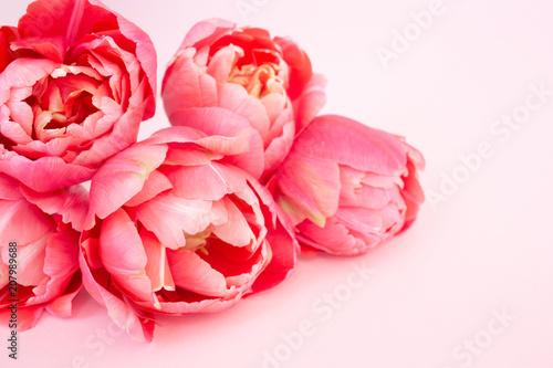 Beautiful bouquet of pink tulips on pink background. Holiday greeting card, c...