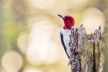 Red Headed Woodpecker Looks For Insects