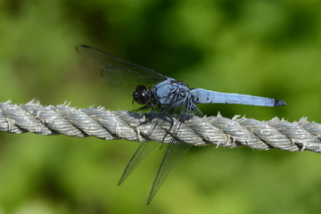 Poster - Male dragonfly / Blue-tailed forest hawk