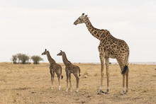 Giraffe With Two Babies