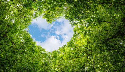 green leaves background, blue sky heart shape cloud ecology concept idea eco love symbol background 