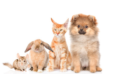 Wall Mural - Group of pets sitting together, isolated on white background