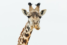 Giraffes In Kenya