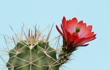Exotic Flower On Cactus Plant