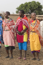 Masai Women In Their Village