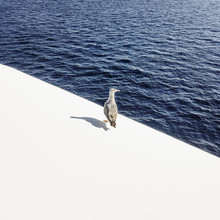 A Single Seagull On The Deck Of A Boat