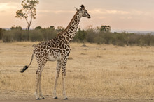 Young Giraffe At Sunset