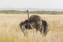 Ostrich In Maasai Mara