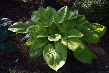 Sticker - Leaves of Hosta (Plantain lily)