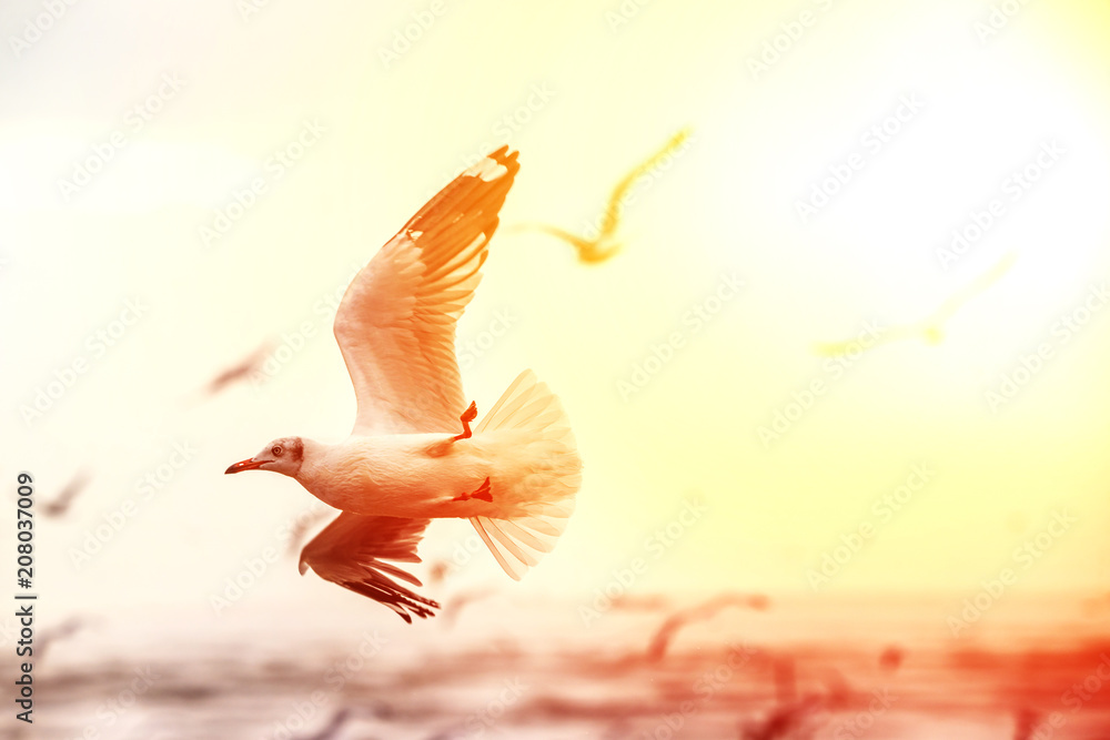 Seagulls are flying over the sea in the orange sunset sky - obrazy, fototapety, plakaty 